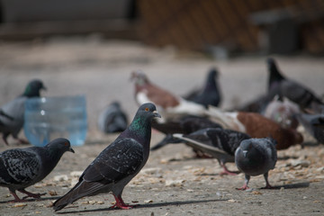 Pigeons in Beirut, Lebanon