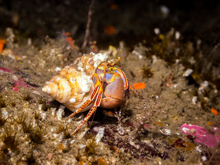 Widehand Hermit Crab (Elassochirus tenuimanus) Very colorful hermit crab with distinctive blue on inner thighs, photographed in southern British Columbia.
