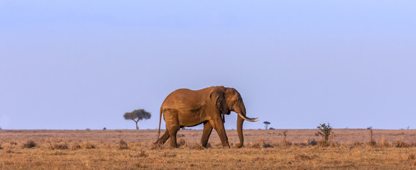 Single African elephant bull walking the plains with large blue sky backdrop. Banner