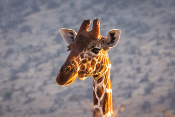 Reticulated giraffe head close-up in golden hour sunlight.