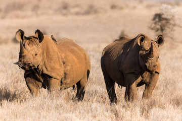 Fototapeta premium Two black rhinos, standing in yellow grass of African plains.