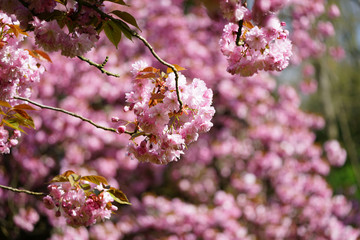 fleurs de sakura au printemps