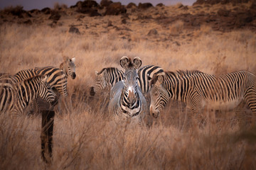 Fototapeta na wymiar The one that stands out in a crowd. Grevy's zebra herd.