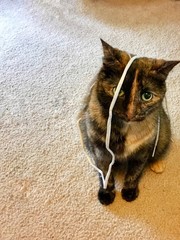 Playful cat and shoe string.