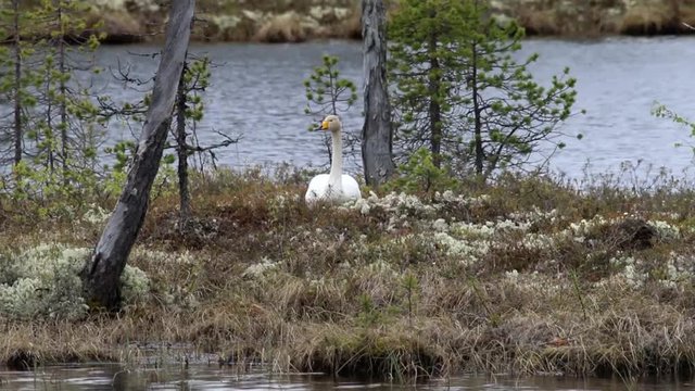Whooper swan (Cygnus cygnus sitting on a nest on the island of forest lake in the boreal forests of Lapland
