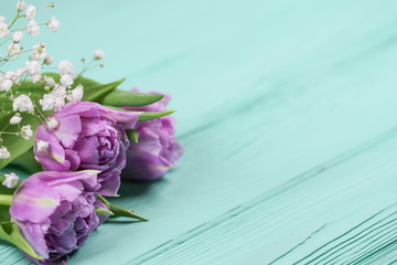 The spring background with purple tulips on wooden mint background.