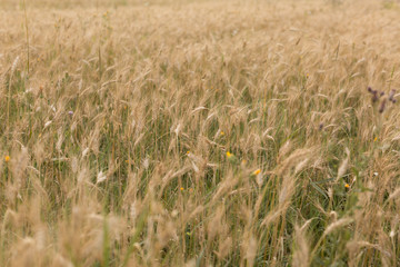wheat field. ripe wheat. ears. margin. nature