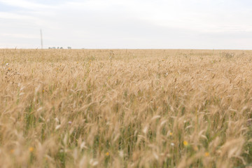 wheat field. ripe wheat. ears. margin. nature