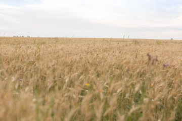 wheat field. ripe wheat. ears. margin. nature