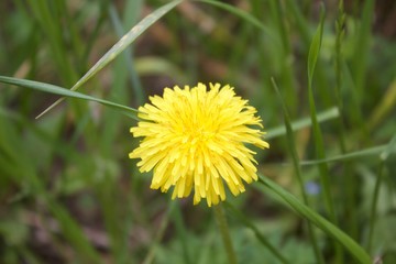 Dente di Leone © Cristal