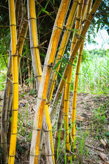 Fresh yellow bamboo stalks tree with green pattern on agricultural bamboo forest