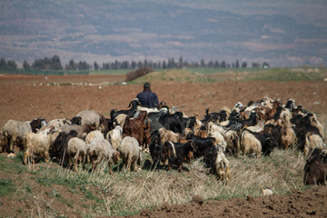 Shepherd and goat herder, Beeka Valley, Lebanon, Middle East 