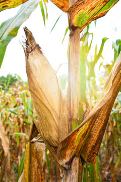Ripe corn cob on plant tree wait for harvest in corn field agriculture