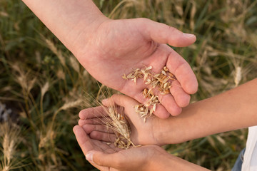wheat field. ripe wheat. ears. margin. nature. ears of wheat in his hands. the ears of corn. father pours wheat into the palm of his son. father and son