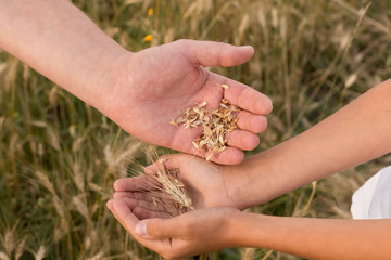 wheat field. ripe wheat. ears. margin. nature. ears of wheat in his hands. the ears of corn. father pours wheat into the palm of his son. father and son