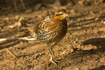 Mountain bamboo partridge (Bambusicola fytchii).