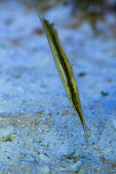  Razorfish, jointed razorfish, coral shrimpfish (Aeoliscus strigatus).