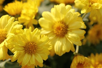 Chrysanthemum flower for sell