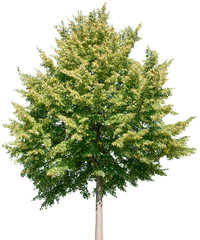 Obraz premium Tilia - Linde