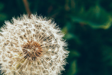 Dandelion seeds blowing in wind in summer field background. Change growth movement and direction...