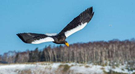 Adult Steller's sea eagle in flight. Steller's sea eagle, Scientific name: Haliaeetus pelagicus.
