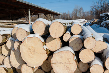 Fototapeta premium Wood logs in a stack. Cut trees in the stack. Many sawed trees. Warehouse wood.