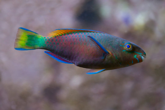 Common parrotfish (Scarus psittacus).