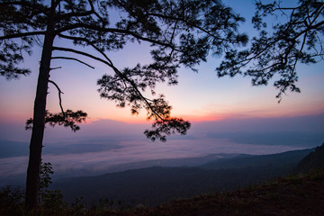 Beautiful sunrise purple sky on top view hill mountain cliff and branch silhouette pine tree landscape with fog mist
