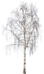 Betula Pendula - Birke, Hängebirke, Trauserbirke