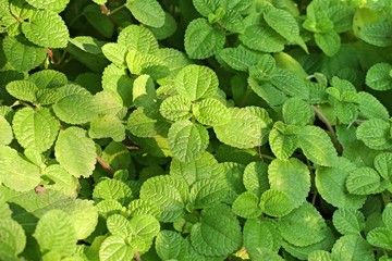 Peppermint plant in nature