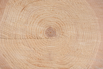 The texture of the end of the tree. Saw cut wood close up. Rough-wood on floors. Wood background.