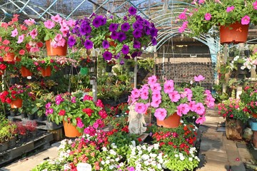 Fototapeta na wymiar Petunia flowers for sale