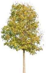 Fraxinus excelsior - Gemeine Esche, Gewöhnliche Esche, Hohe Esche