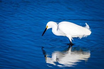 Heron in Lake