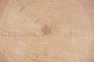 The texture of the end of the tree. Saw cut wood close up. Rough-wood on floors. Wood background.