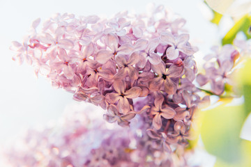 Fototapeta premium Beautiful smell violet purple lilac blossom flowers in spring time. Close-up blossom twigs of lilac. Inspirational natural floral spring blooming garden or park. Colorful ecology nature landscape