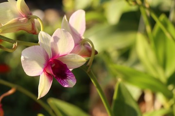 orchid flower in tropical