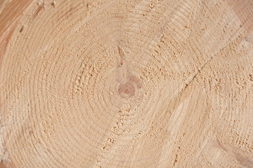 The texture of the end of the tree. Saw cut wood close up. Rough-wood on floors. Wood background.