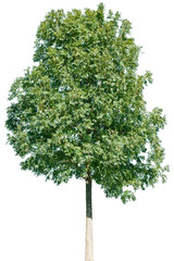 Fraxinus excelsior - Gemeine Esche, Gewöhnliche Esche, Hohe Esche