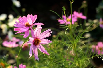 Cosmos flowers in the tropical