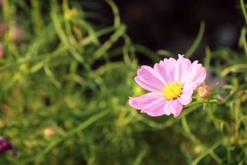 Fototapeta premium Cosmos flowers in the tropical