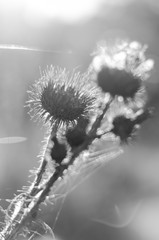 Black and white thistle backlight