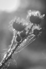 Black and white thistle with spiderweb closeup