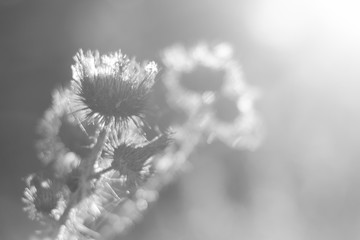 Black and white thistle bathed in the sun