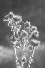 Black and white thistles with spiderweb
