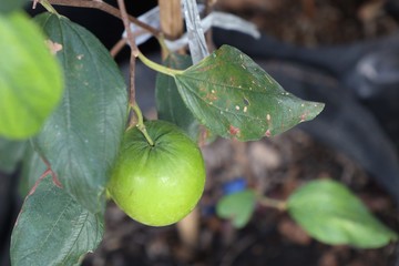 Green jujube on tree