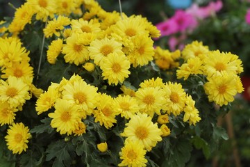 Chrysanthemum flower for sell
