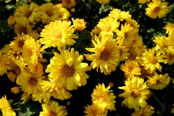 Chrysanthemum flower for sell