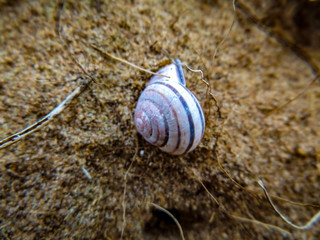 shell on the beach