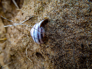 snail shell on sand